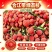 合江带绿荔枝