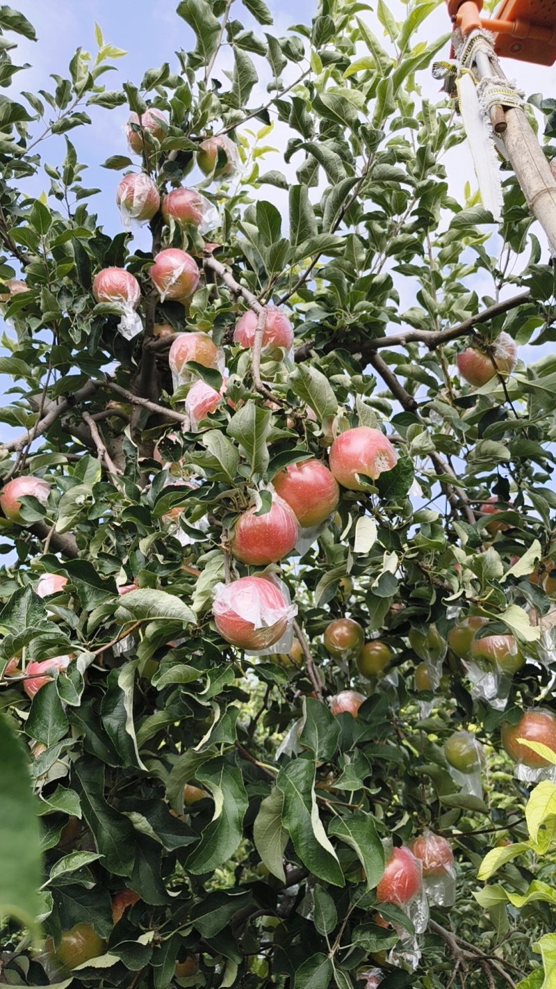 河南省郑州市中牟县美八苹果脆甜多汁大量批发