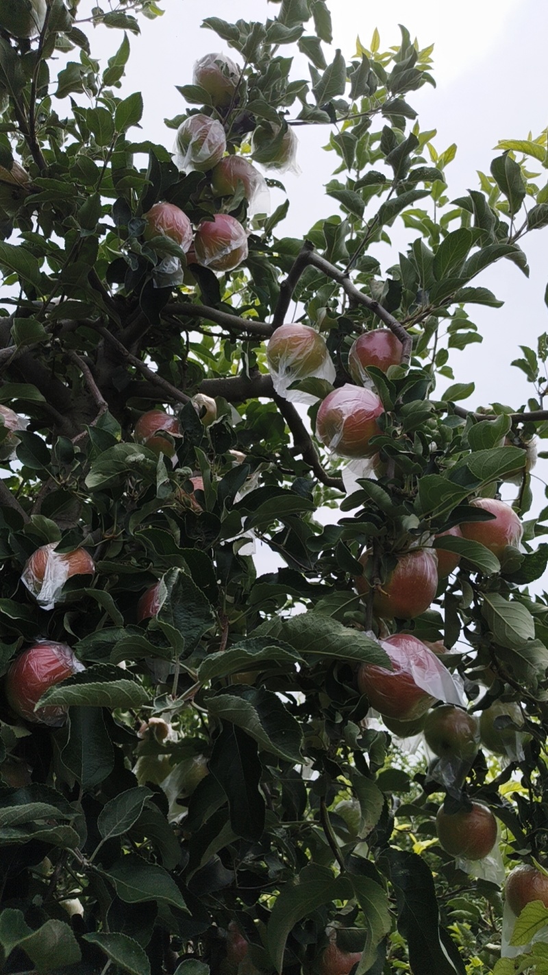 河南省郑州市中牟县美八苹果脆甜多汁大量批发