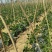 山西朔州应县，大量供应架豆王无丝豆角，产地代收整车发货