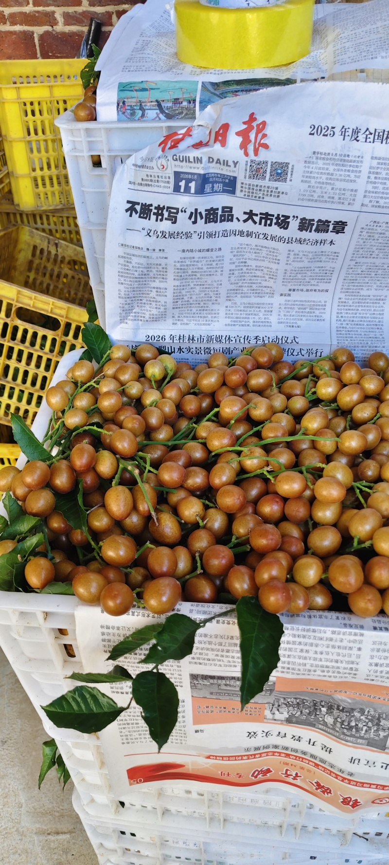 黑金刚来了