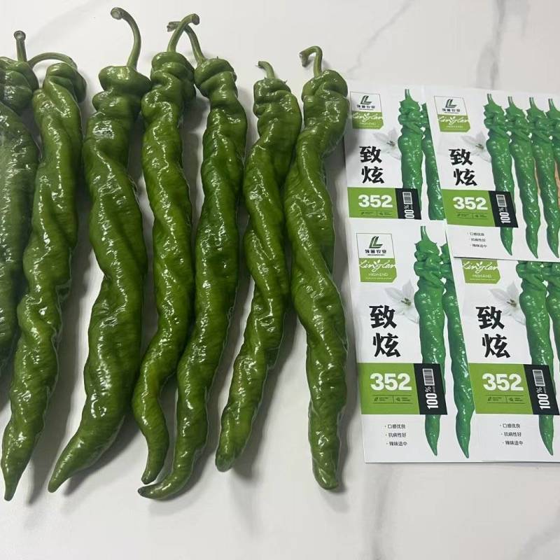 大果螺丝椒致炫352产量高颜色深果型大耐寒性好早春秋延越