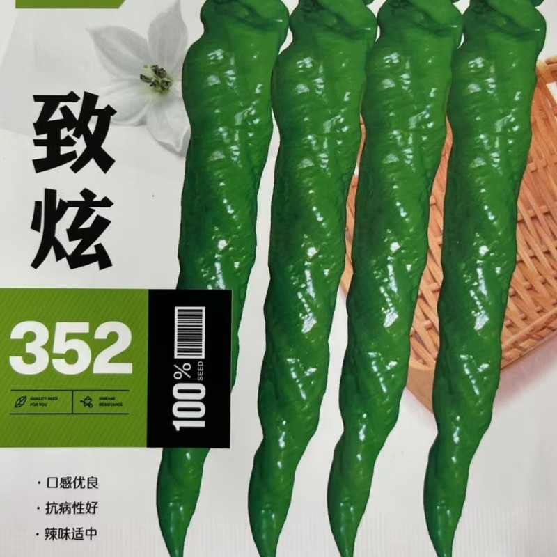大果螺丝椒致炫352产量高颜色深果型大耐寒性好早春秋延越