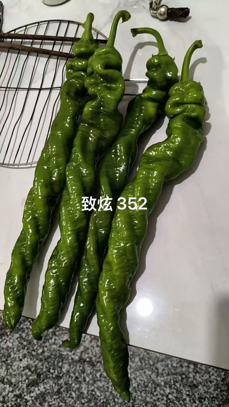 大果螺丝椒致炫352产量高颜色深果型大耐寒性好早春秋延越