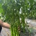 大果螺丝椒致炫352产量高颜色深果型大耐寒性好早春秋延越