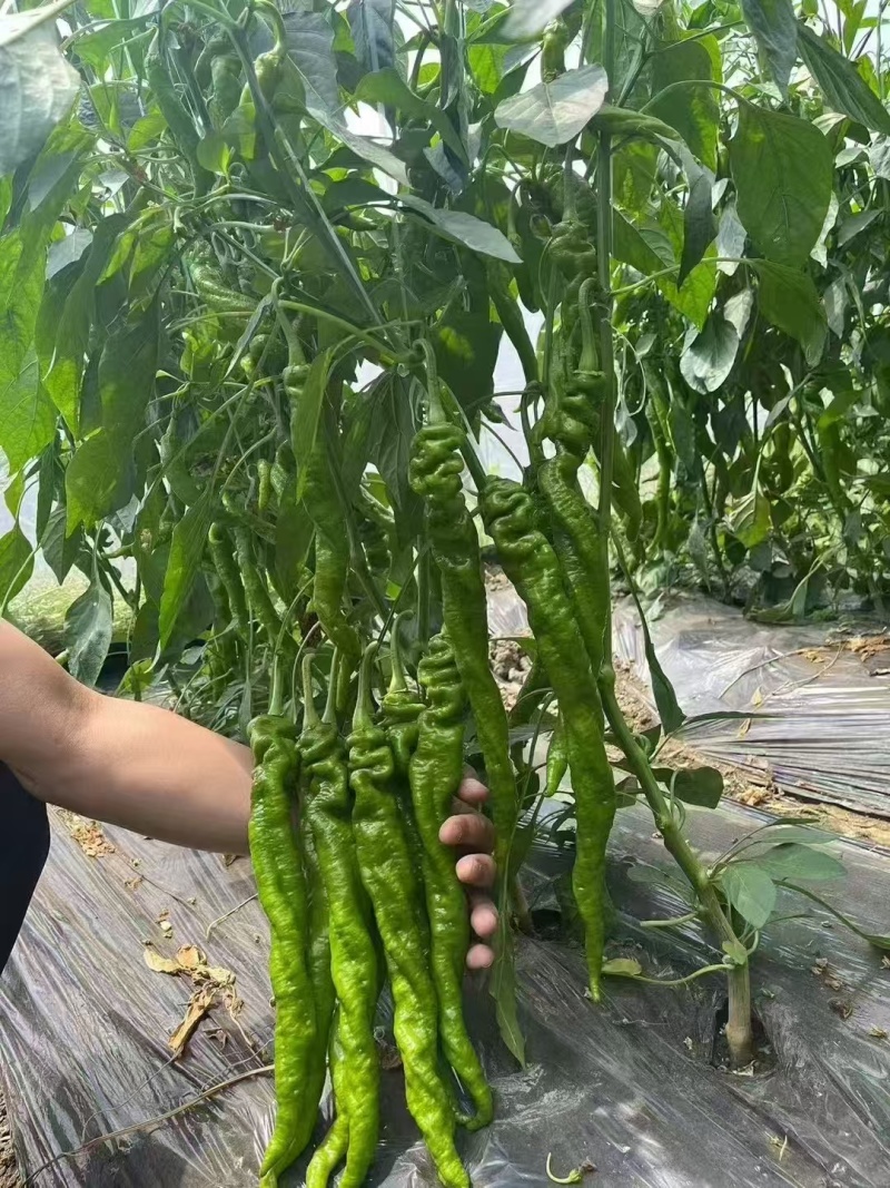 大果螺丝椒致炫352产量高颜色深果型大耐寒性好早春秋延越