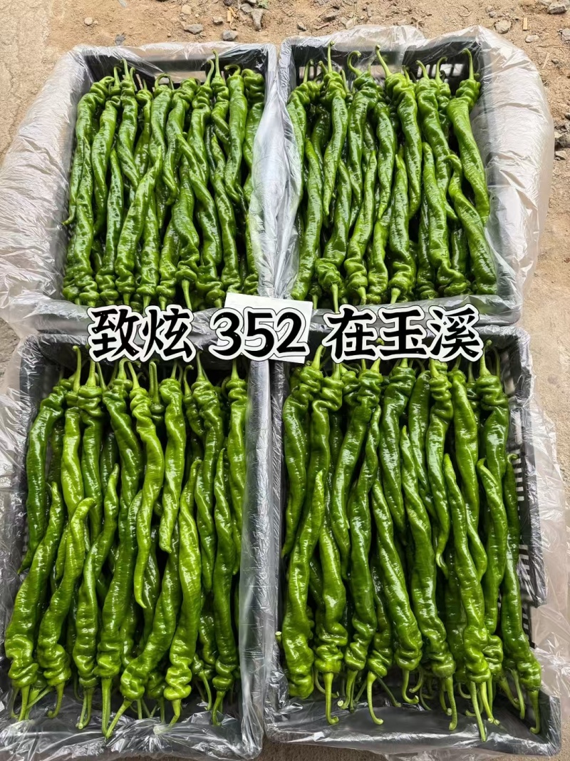 大果螺丝椒致炫352产量高颜色深果型大耐寒性好早春秋延越