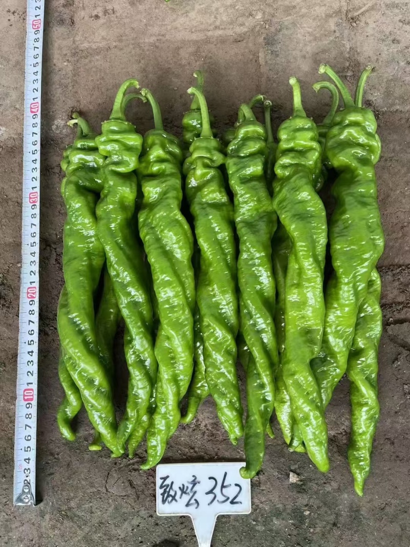 大果螺丝椒致炫352产量高颜色深果型大耐寒性好早春秋延越