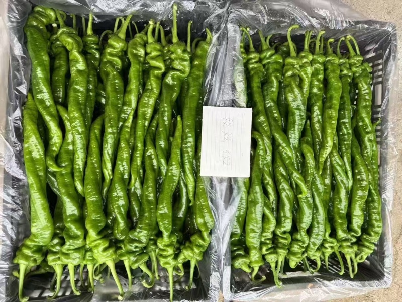 大果螺丝椒致炫352产量高颜色深果型大耐寒性好早春秋延越
