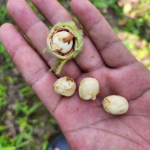 达维青皮大榛子批发