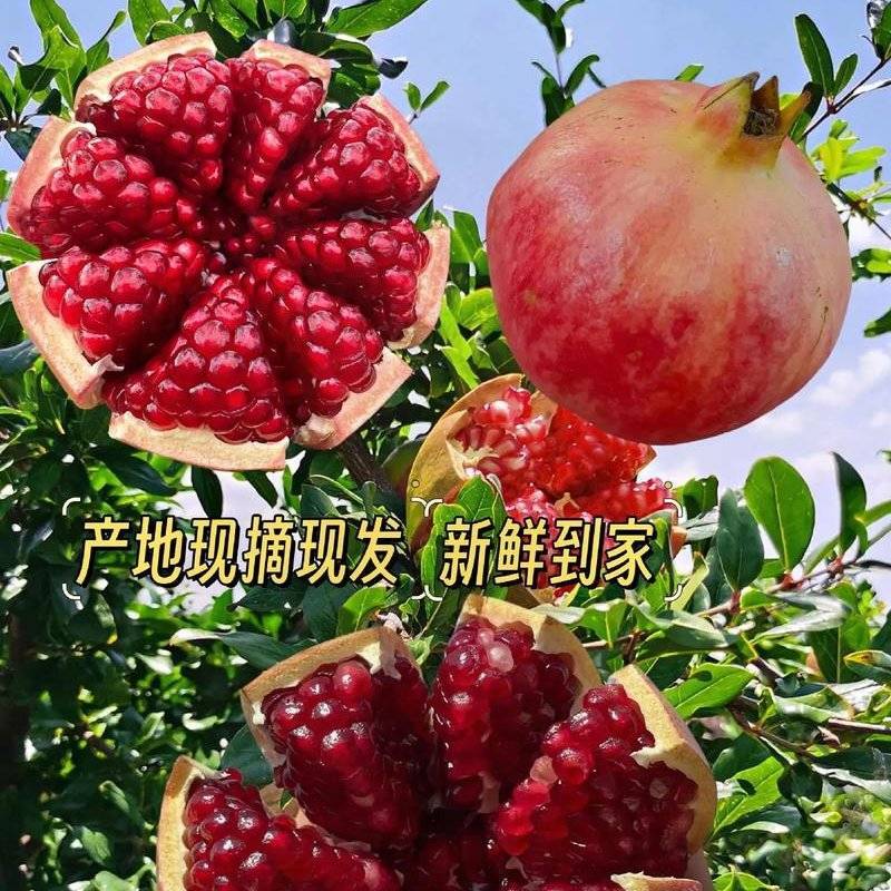石榴，突尼斯软籽石榴产地大量供应，可以供电商，市场，社区