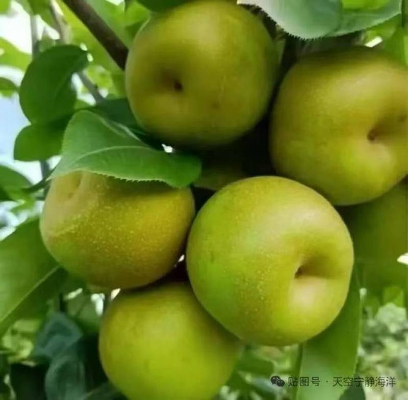 翠冠梨/圆黄梨/黄花梨个个脆甜多汁，白沙滩-万亩梨园