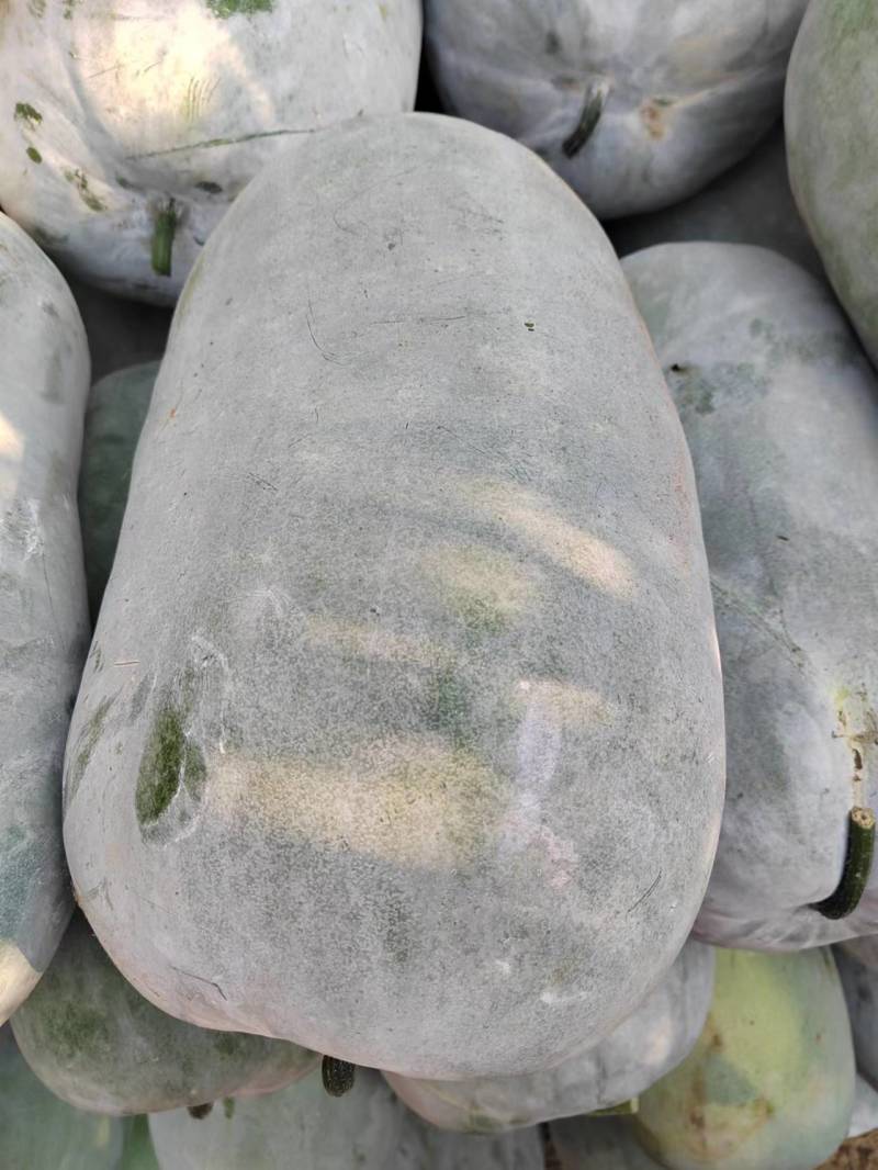 河南海南大白冬瓜，站瓜，个头大体型好，全国代发，视频看货
