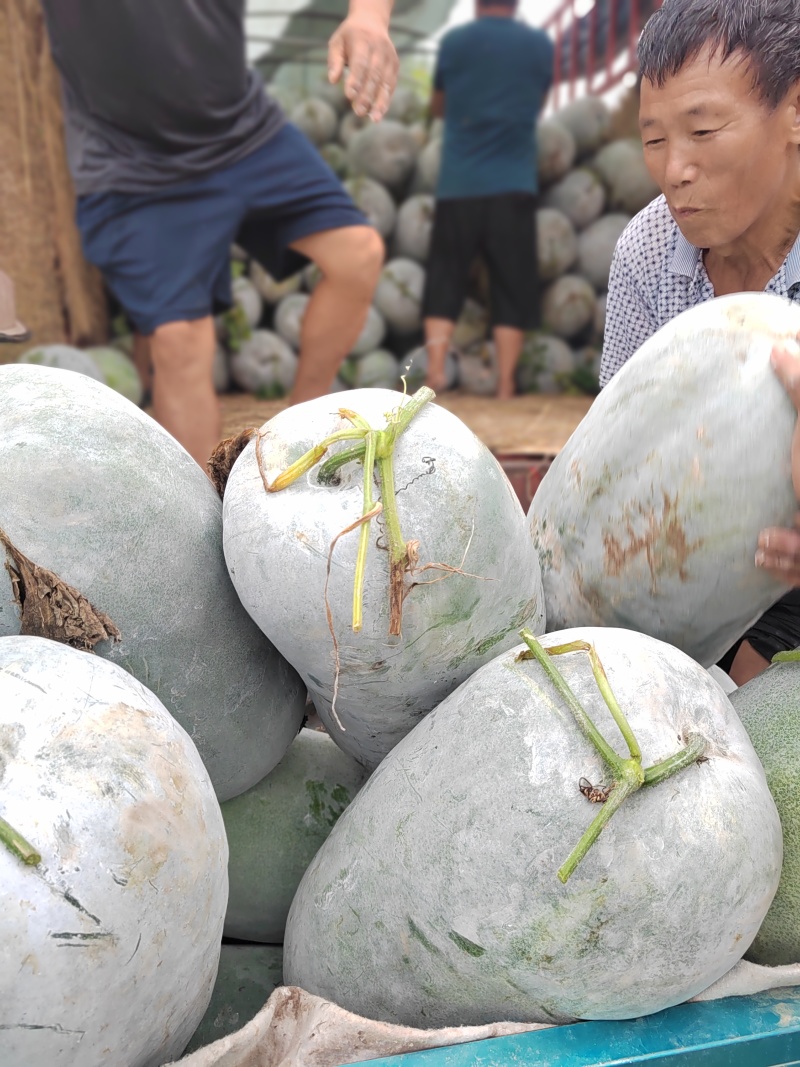 河南海南大白冬瓜，站瓜，个头大体型好，全国代发，视频看货