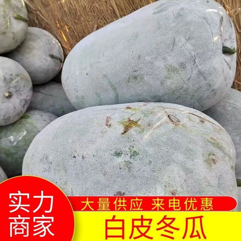河南海南大白冬瓜，站瓜，个头大体型好，全国代发，视频看货