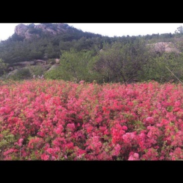 映山红映山黄大小苗