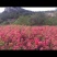 映山红映山黄大小苗