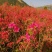 映山红映山黄大小苗