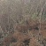 映山红映山黄大小苗
