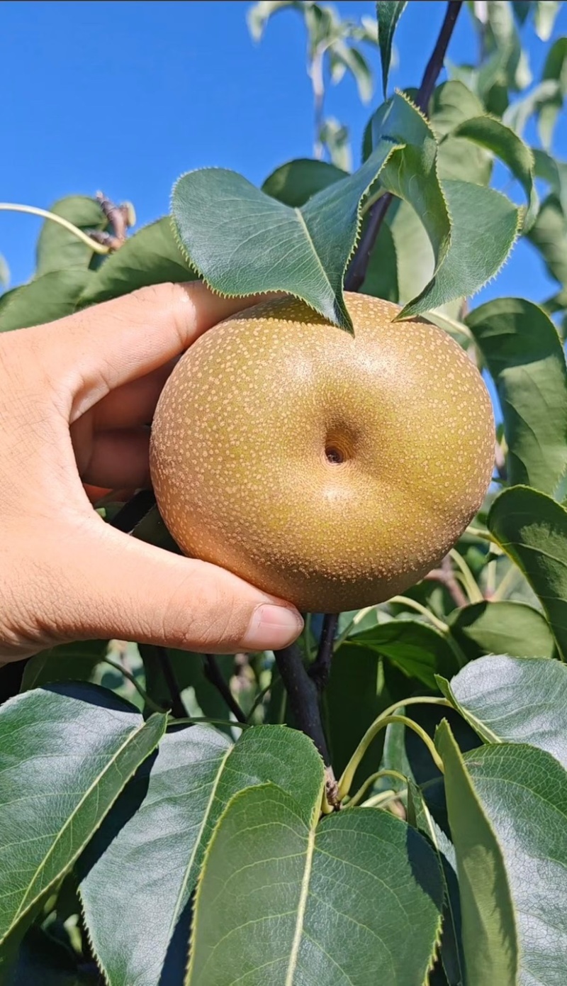 圆黄梨