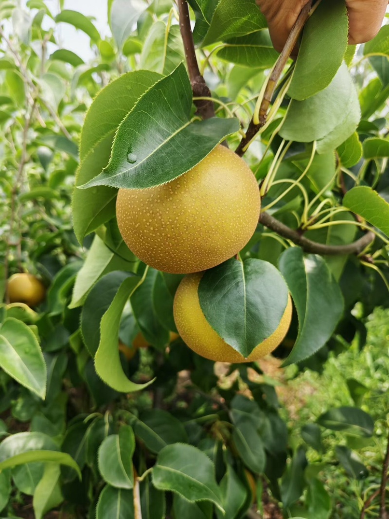 圆黄梨