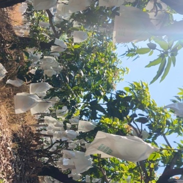 攀枝花精品凯特芒果（自家种植量大）
