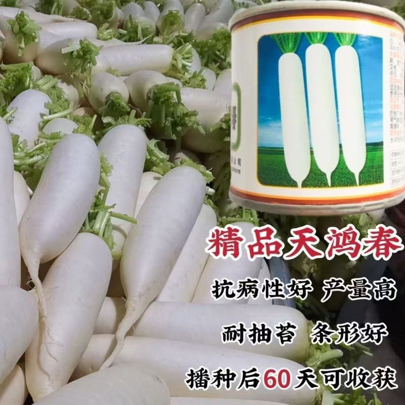 北京天一种苗精品天鸿春萝卜种子春秋两季播白萝卜种子抗病根