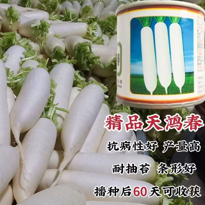 北京天一种苗精品天鸿春萝卜种子春秋两季播白萝卜种子抗病根
