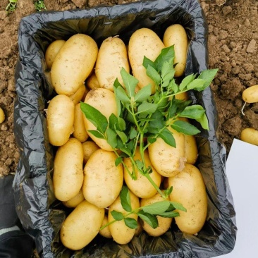 凌海市土豆种植面积3万多亩，急待出售，超市电商均可销售