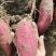 榴莲蜜薯（丝滑）