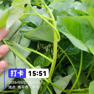 榴莲蜜薯（丝滑）