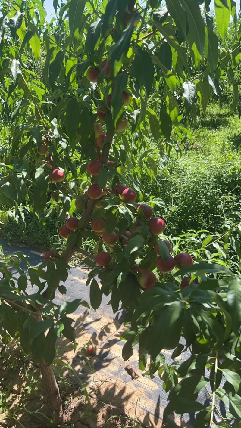 珍珠枣油桃三号