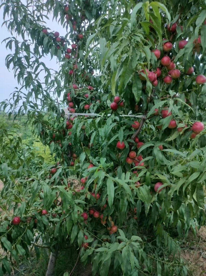珍珠枣油桃三号