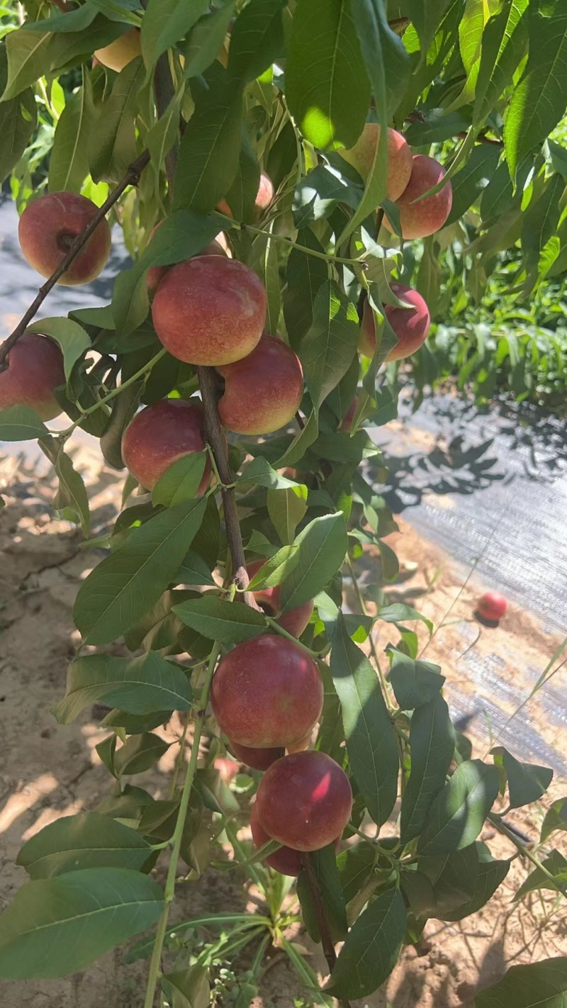 珍珠枣油桃三号