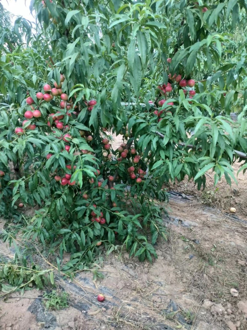珍珠枣油桃三号