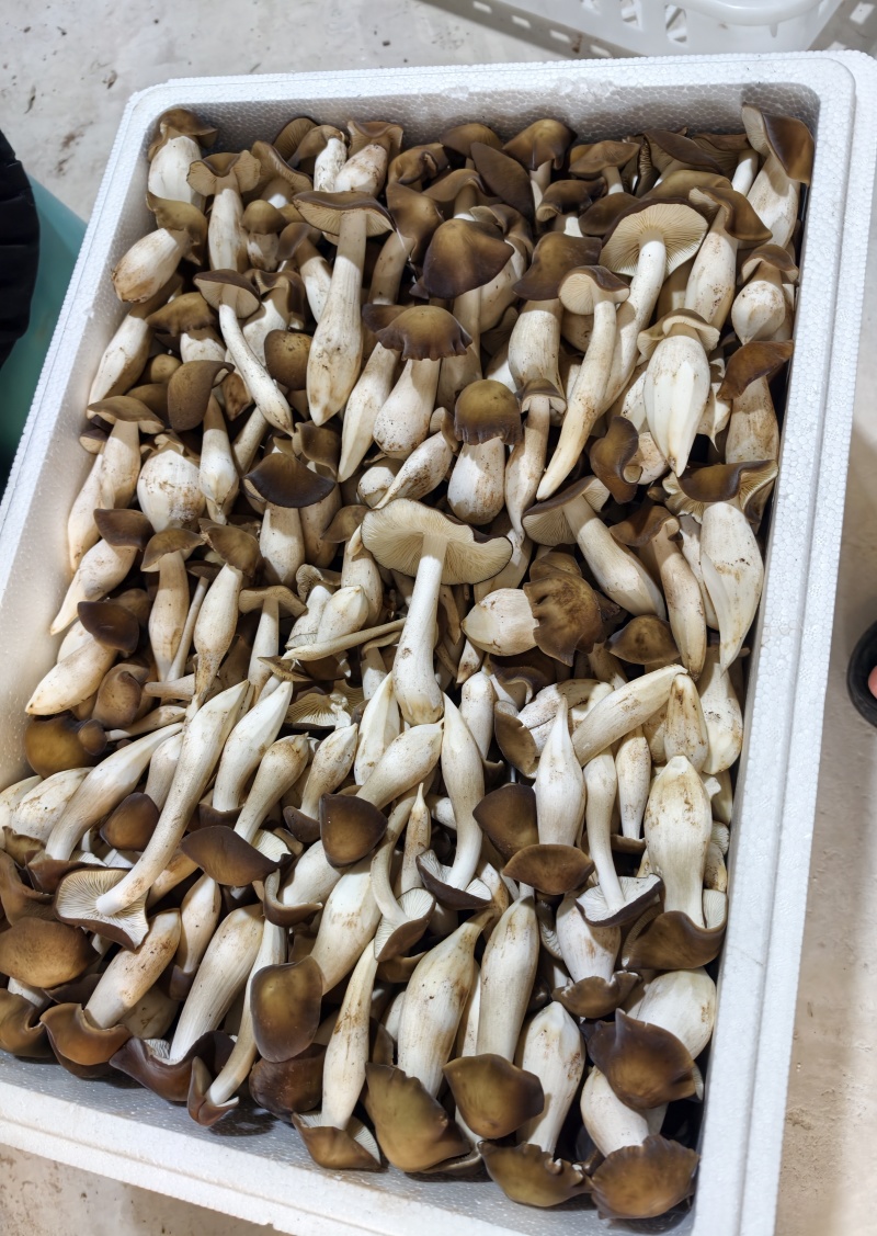 露水鸡枞