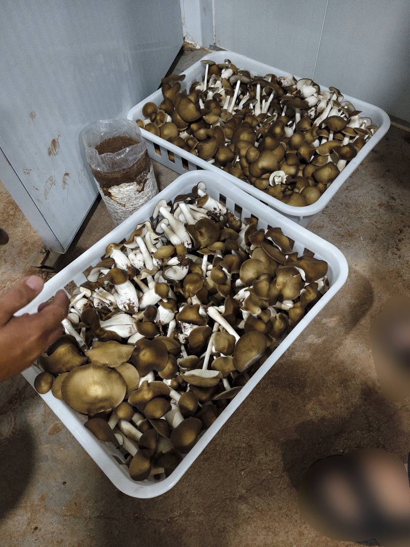 露水鸡枞