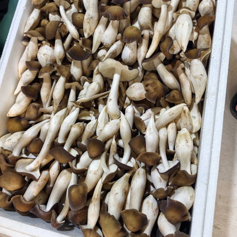 露水鸡枞