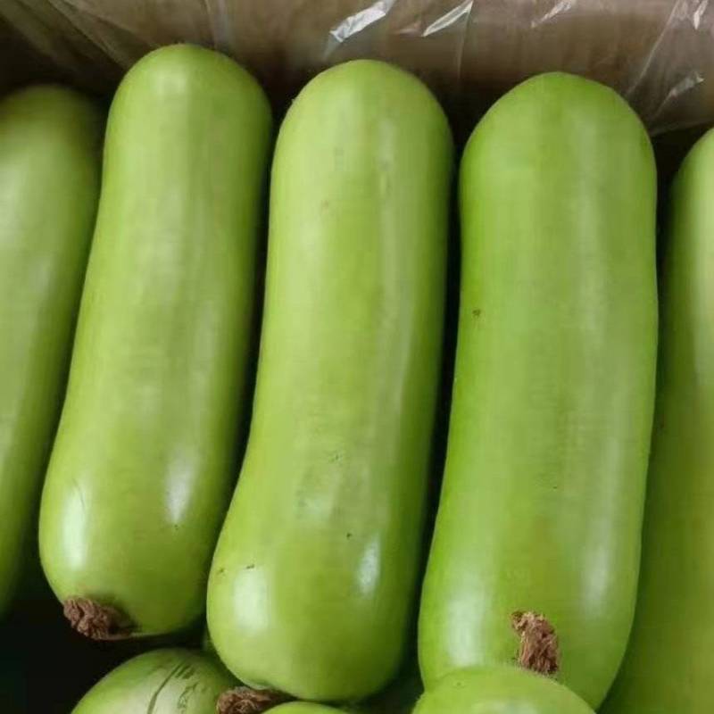 湖北瓠子瓜，胡子几毛钱一斤