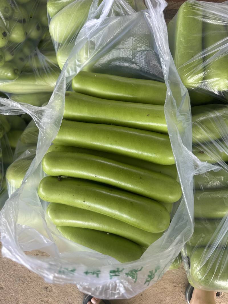 湖北瓠子瓜，胡子几毛钱一斤