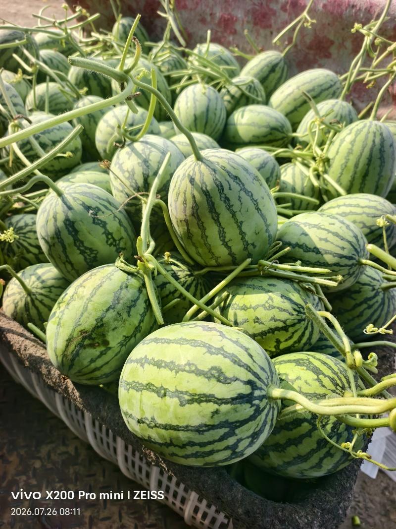 小吊瓜西瓜，河南滑县大量现货，产地直发，