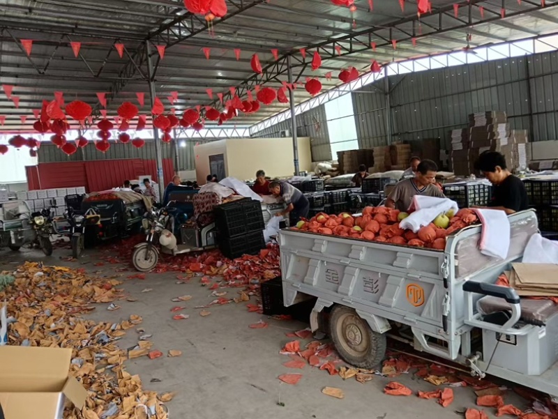 雪花梨皇冠梨
