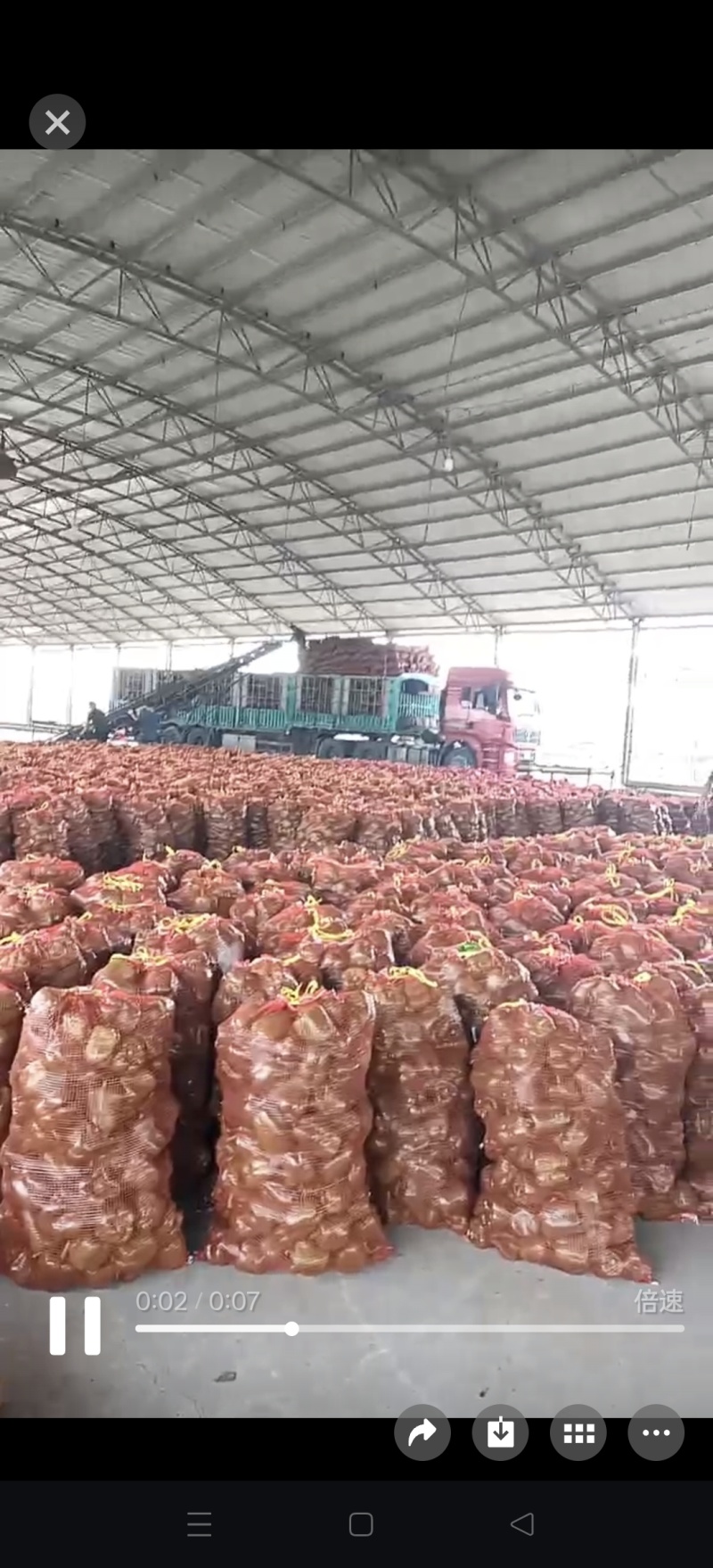 青圆椒
