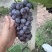夏黑🍇