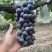 夏黑🍇