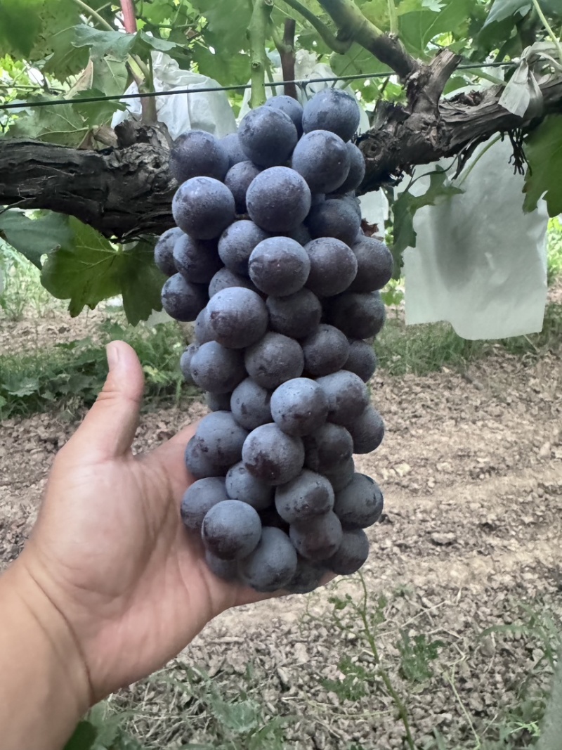 夏黑🍇