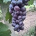 夏黑🍇