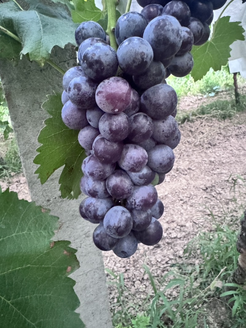 夏黑🍇