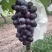 夏黑🍇