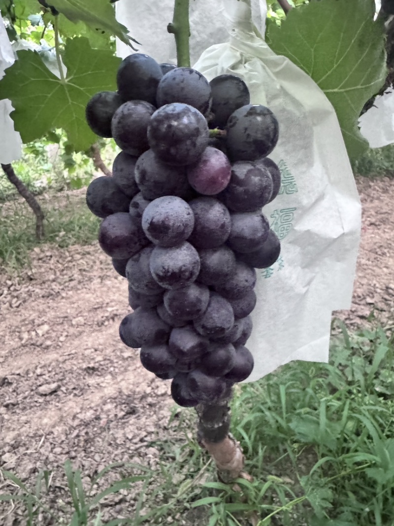 夏黑🍇
